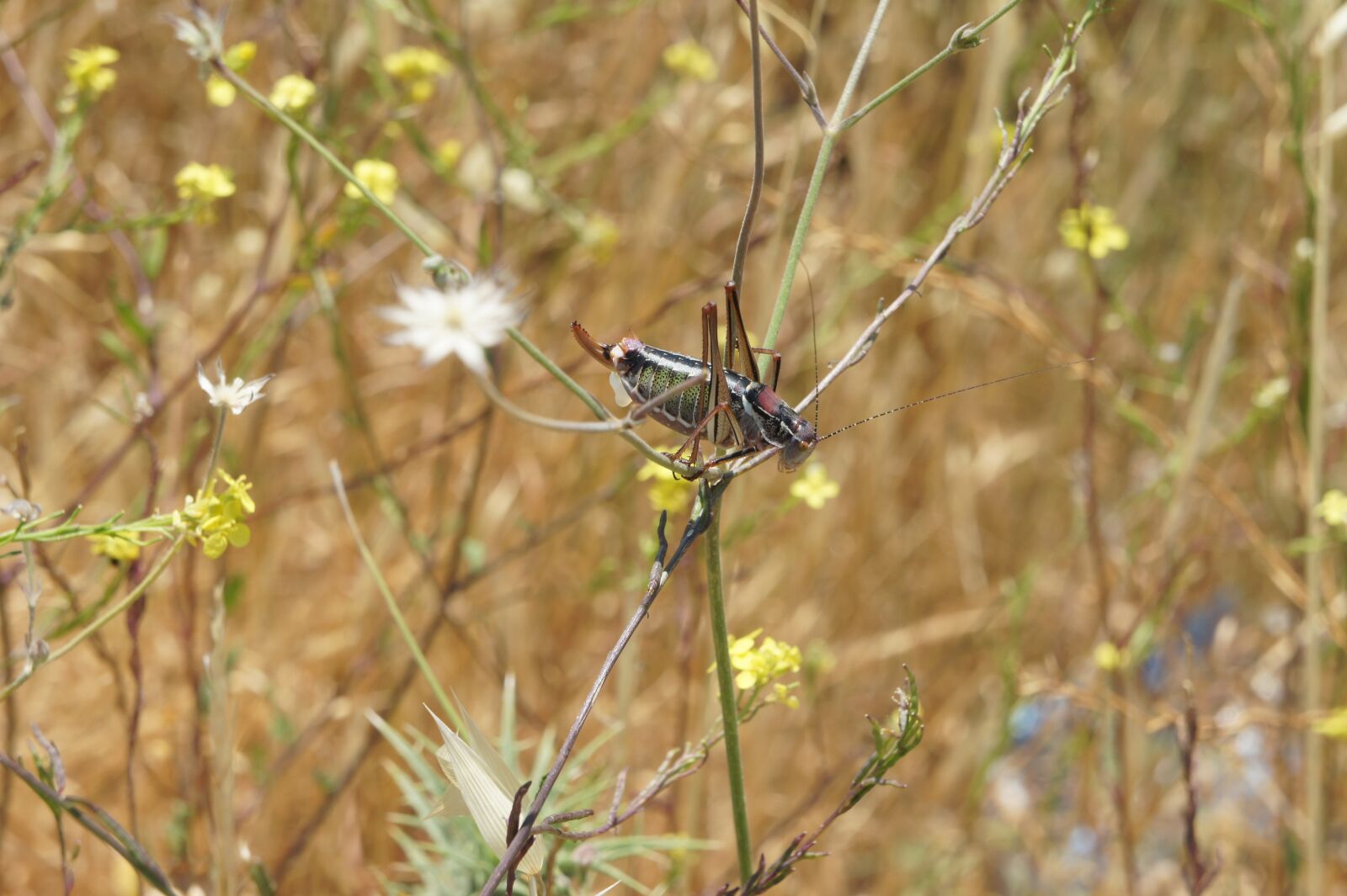 Sony Alpha NEX-5 sample photo. Locusts, grass, insect photography