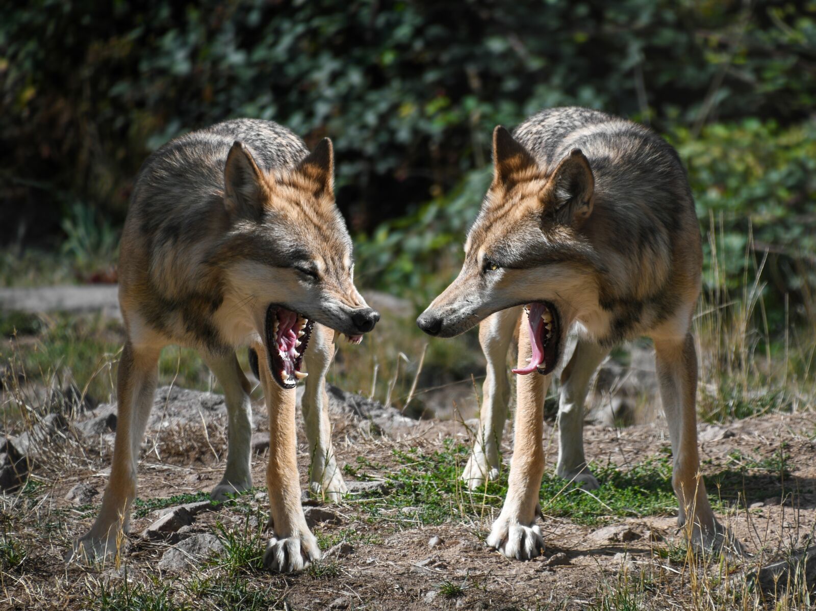 Nikon D500 sample photo. Wolf, mounting, two photography