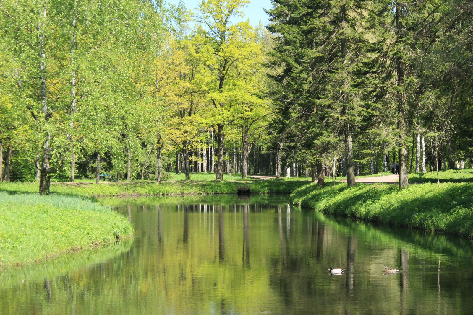 Canon EOS 600D (Rebel EOS T3i / EOS Kiss X5) sample photo. Green, tree, water photography