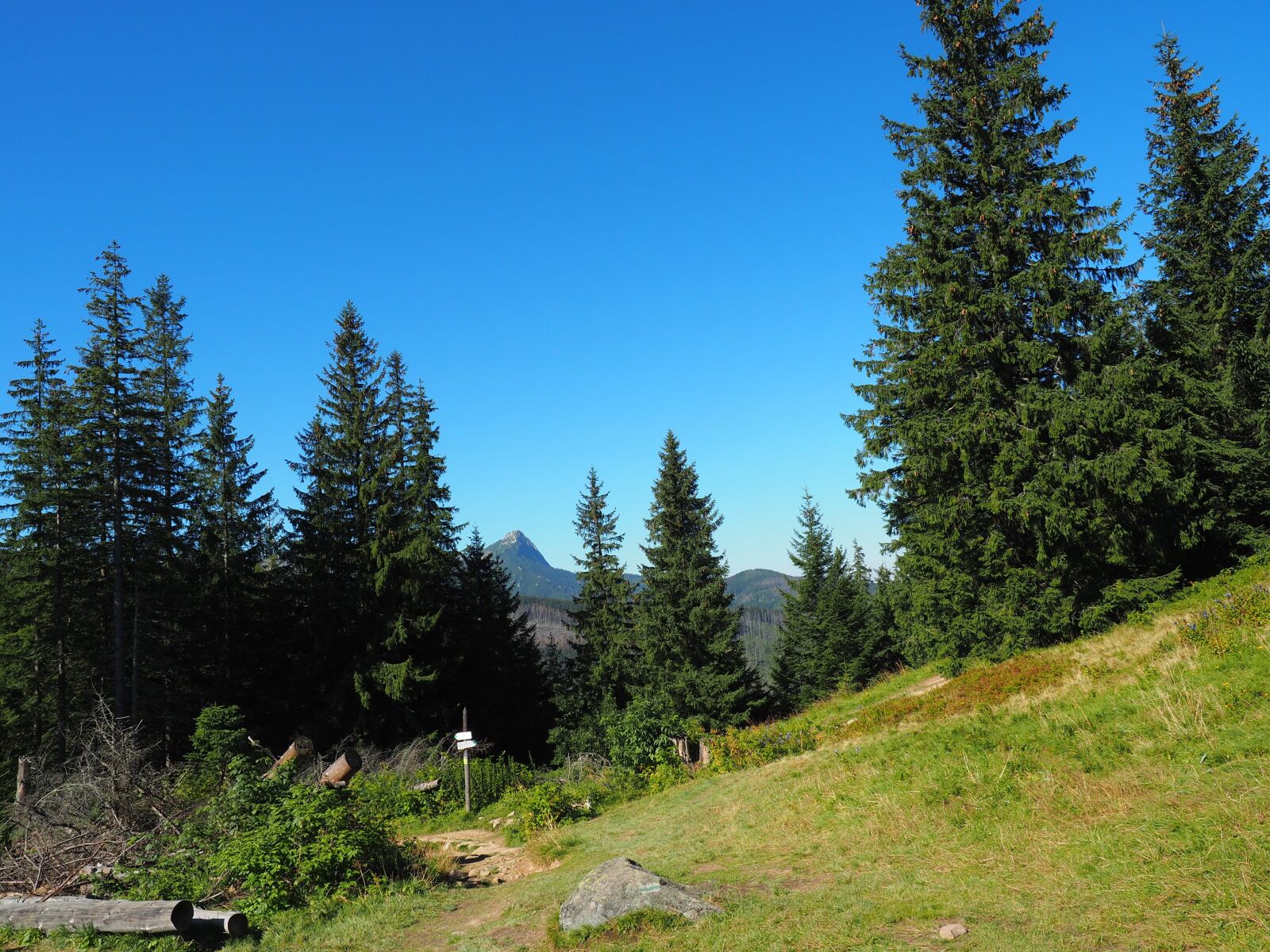 Olympus OM-D E-M5 II + Olympus M.Zuiko Digital ED 12-40mm F2.8 Pro sample photo. Hiking trail, mountains, nature photography