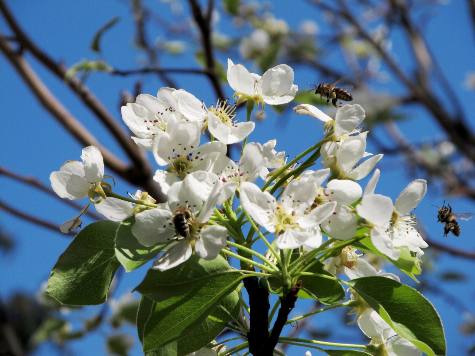 Canon PowerShot SX130 IS sample photo. Pear, flower, bee photography