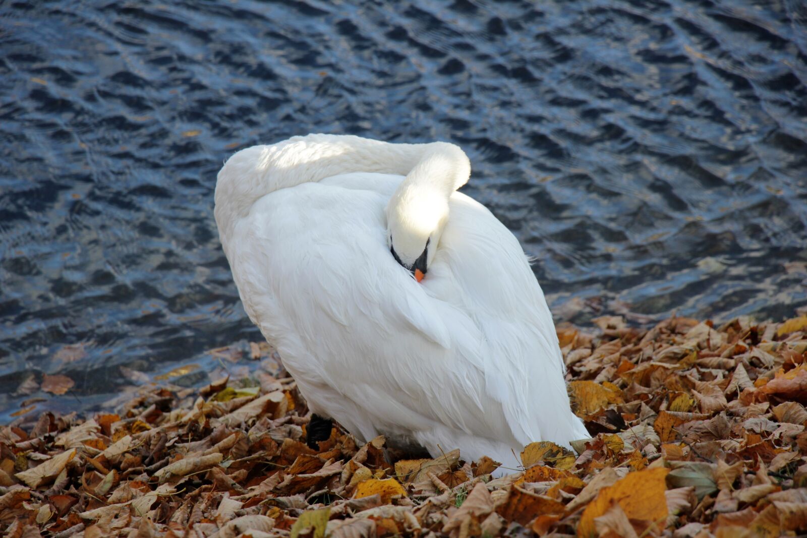 Canon EOS 550D (EOS Rebel T2i / EOS Kiss X4) sample photo. Swan, bird, park photography