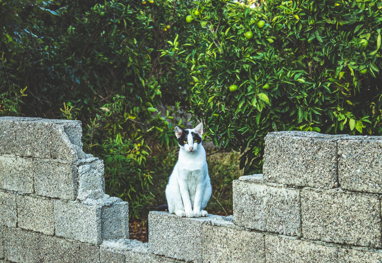 Canon EOS 1300D (EOS Rebel T6 / EOS Kiss X80) sample photo. Cat, orange, fruit photography