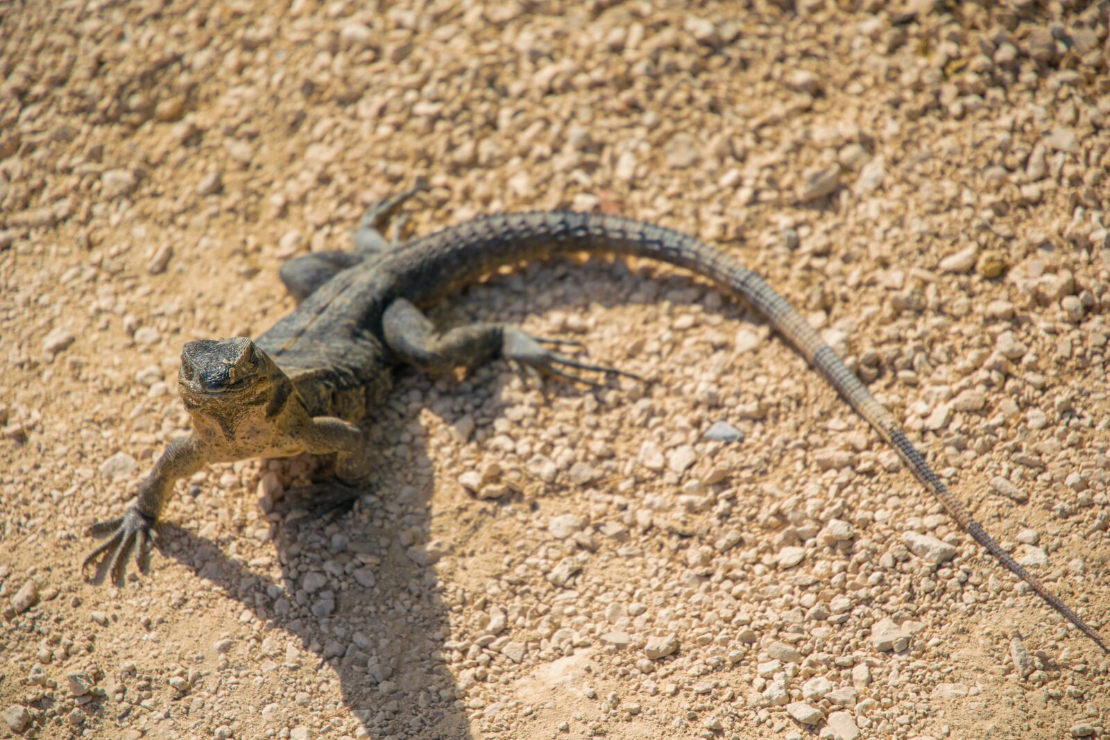 Nikon D5300 sample photo. Caribbean, tulum, iguana photography