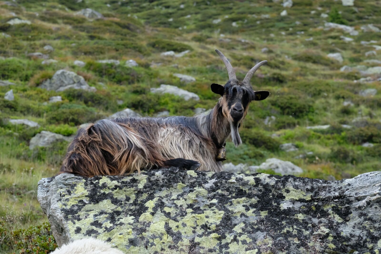 Fujifilm X-T20 + Fujifilm XC 50-230mm F4.5-6.7 OIS II sample photo. Goat, moutain, green photography