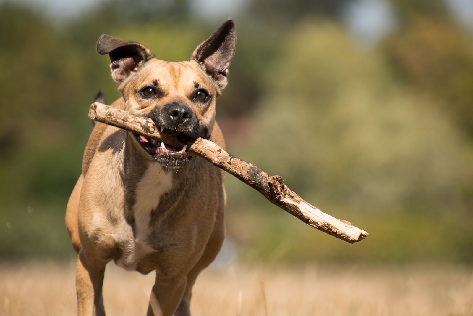 Nikon D750 sample photo. Dog, mammal, mongrel stock photography