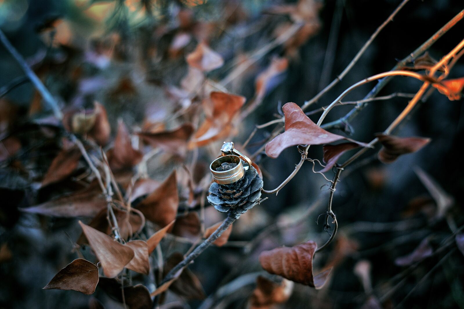 Nikon D800 sample photo. Leaves, nature, autumn photography