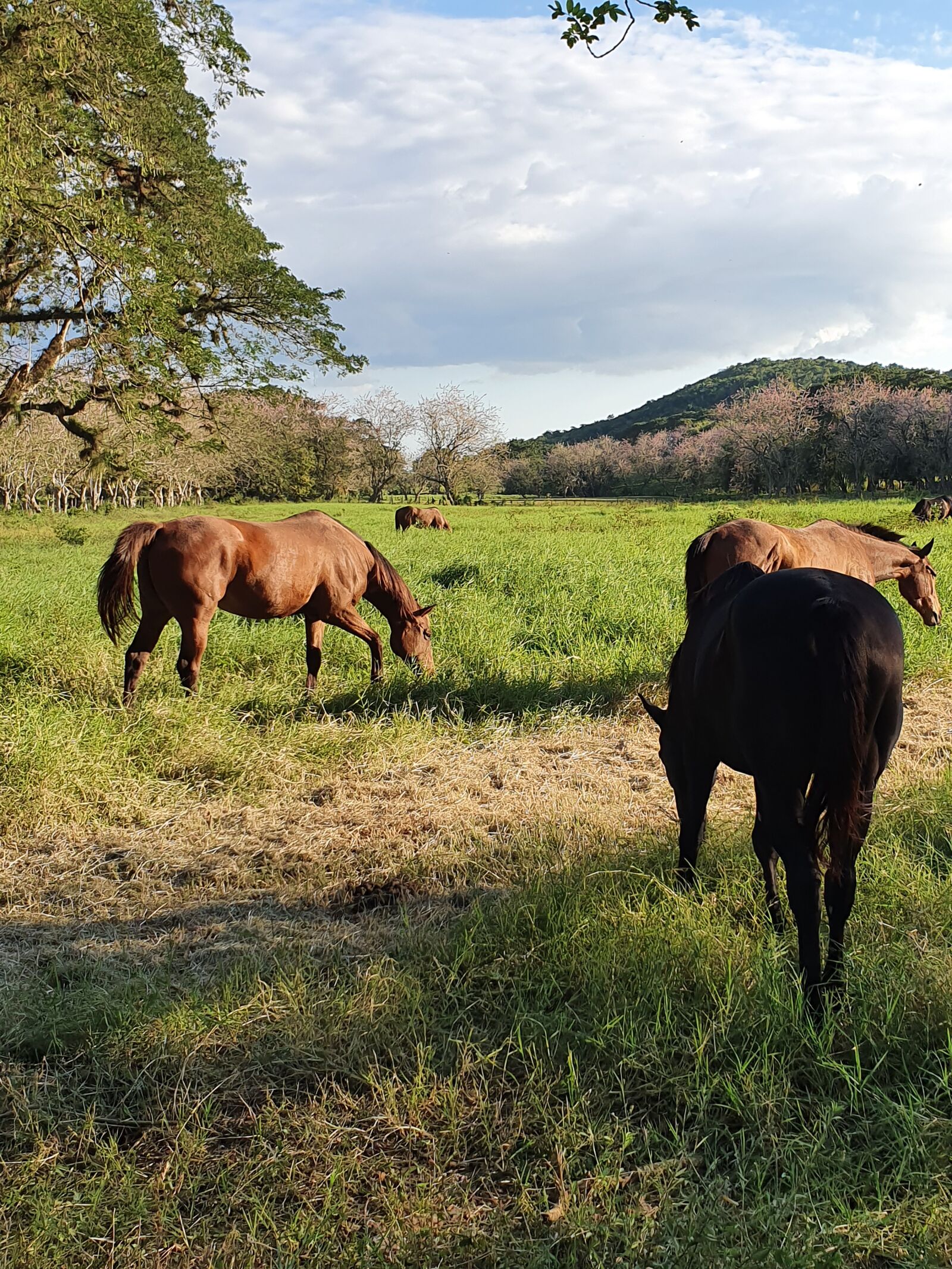 Samsung Galaxy S10e sample photo. Horses, animals, landscape photography