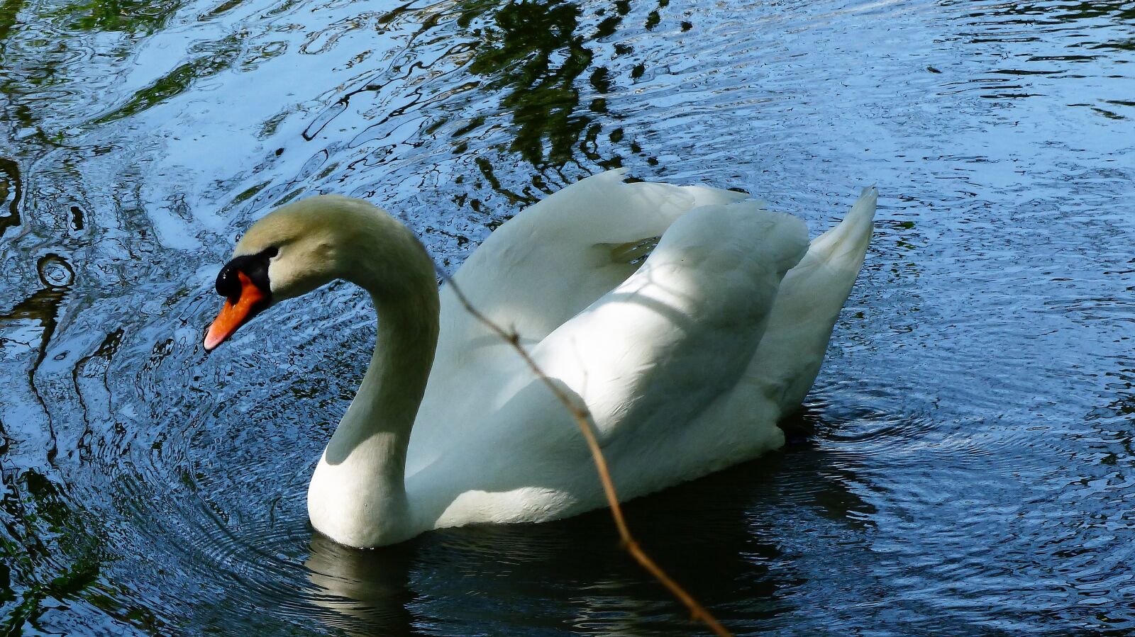 Panasonic Lumix DMC-FZ200 sample photo. Body of water, swan photography