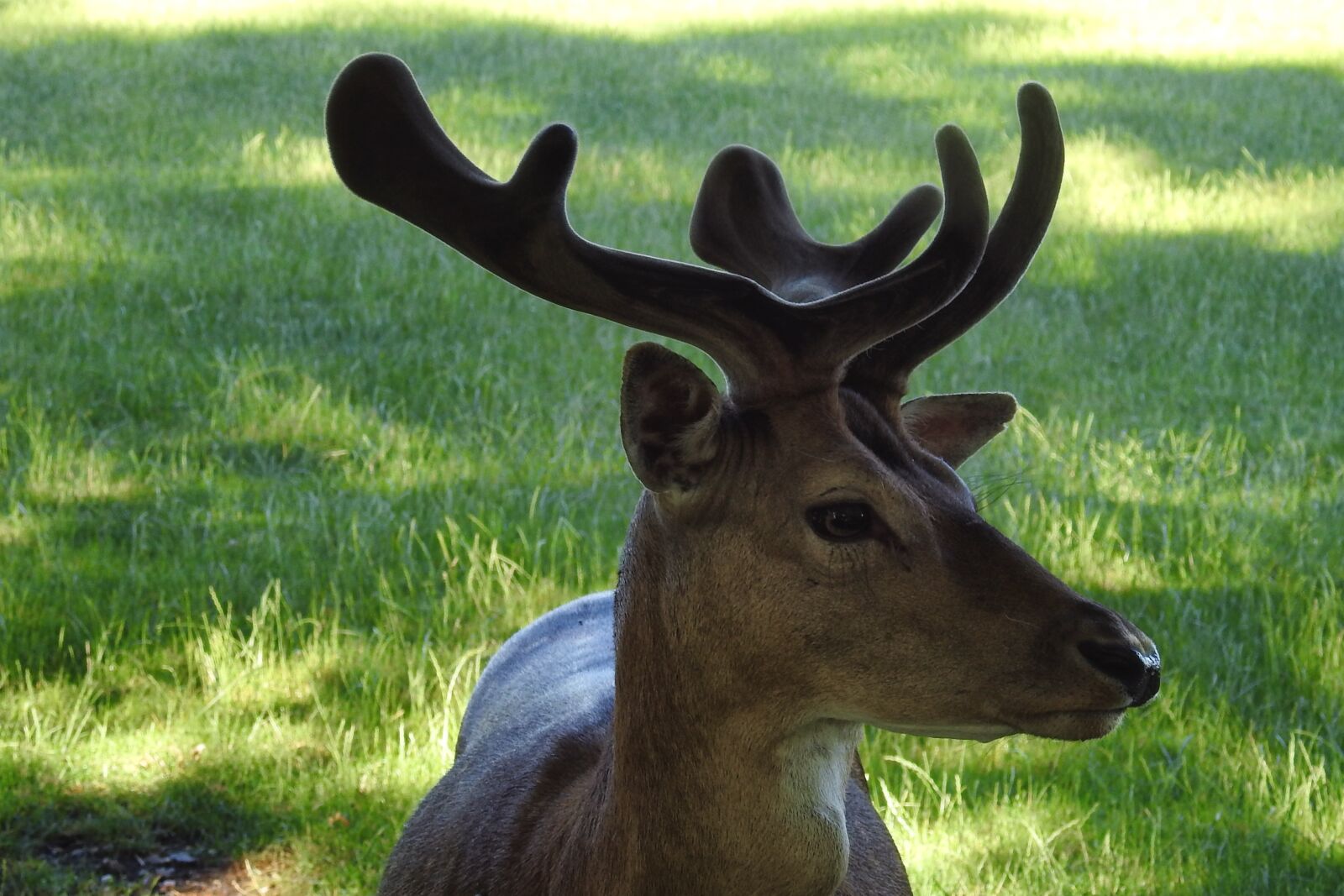 Nikon Coolpix P900 sample photo. Hirsch, antler, fallow deer photography