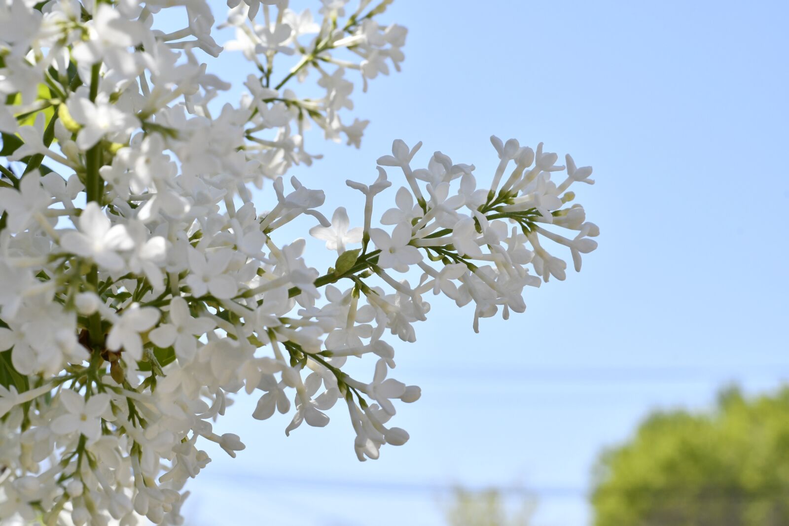 Nikon D7500 sample photo. Spring, flowers, plant photography
