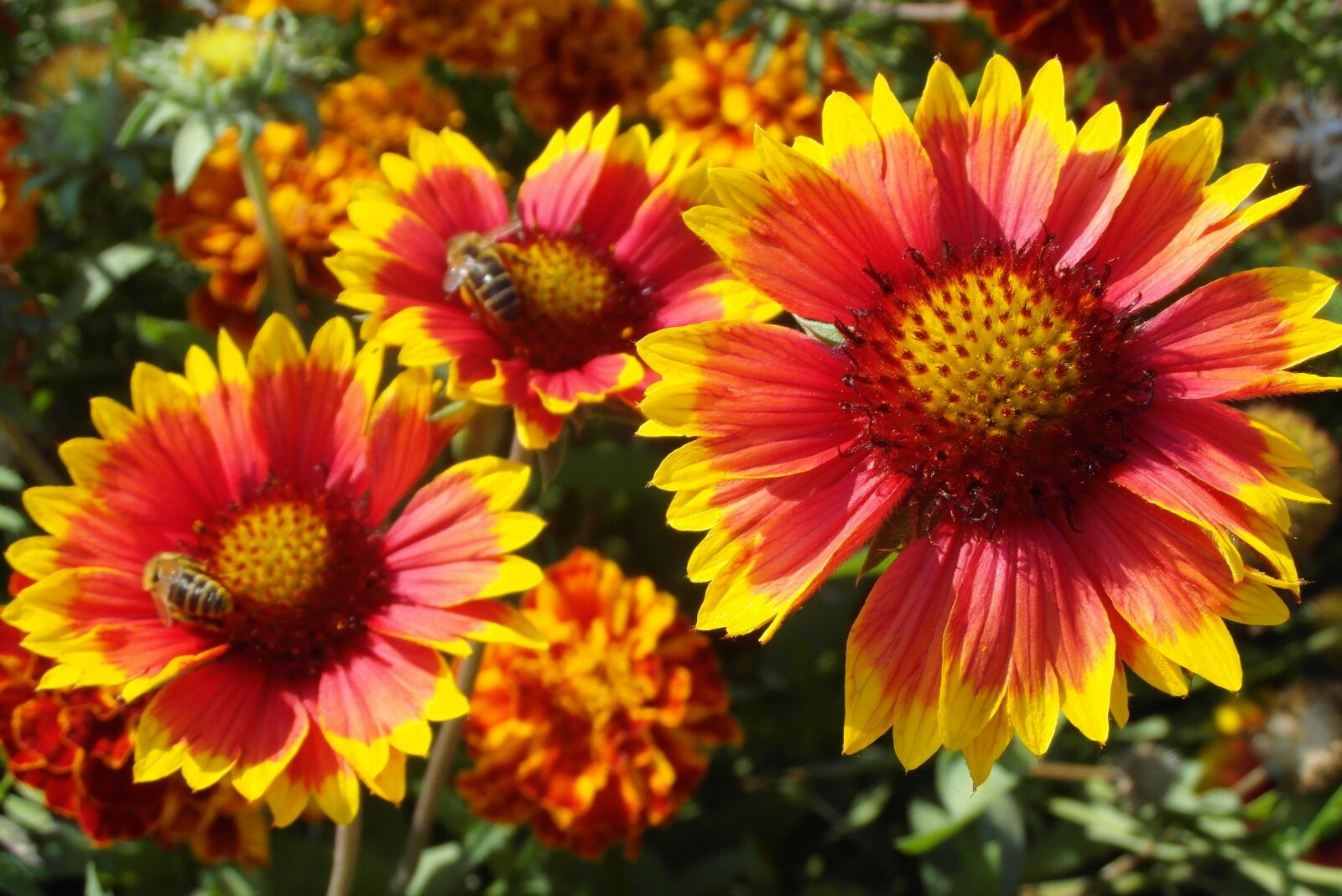 Samsung WB750 sample photo. Gailardia nadobna, the flowers photography