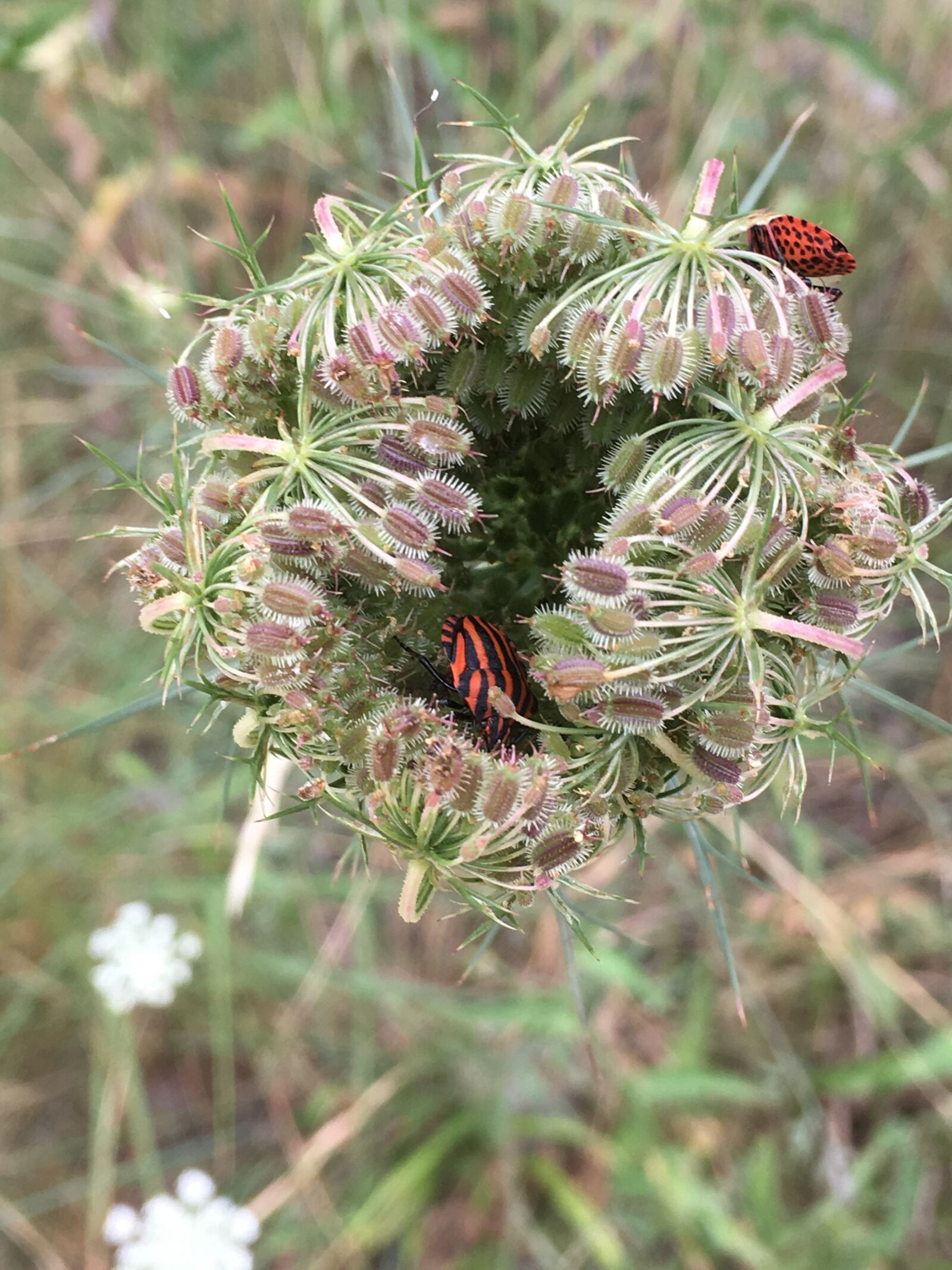 iPhone SE back camera 4.15mm f/2.2 sample photo. Flower, nature, plants photography