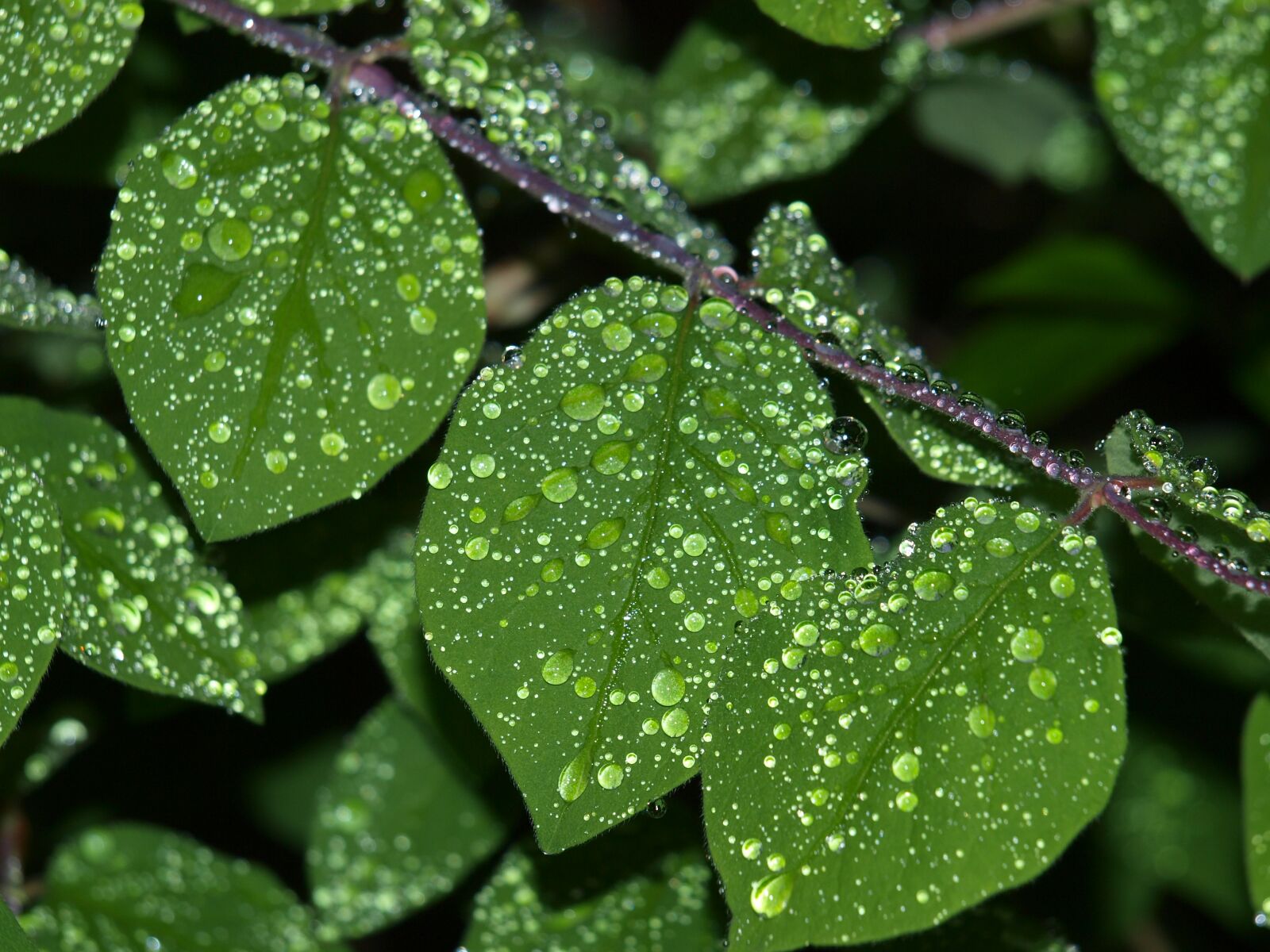 Olympus E-520 (EVOLT E-520) sample photo. Drop of water, leaf photography