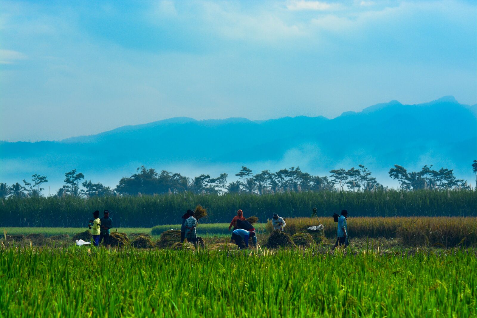 Nikon D5200 sample photo. Farm, paddy, rice photography