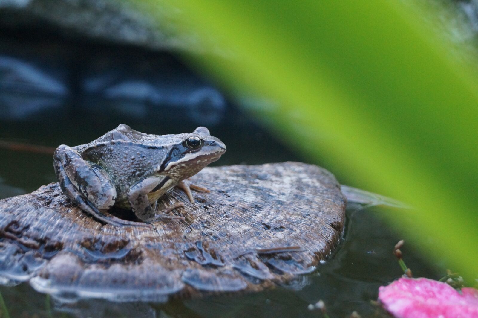 Sony SLT-A57 sample photo. Pond, toad, frog photography