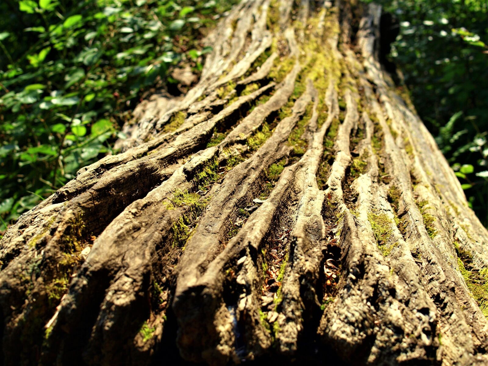 Olympus E-520 (EVOLT E-520) sample photo. Nature, tree, wood photography