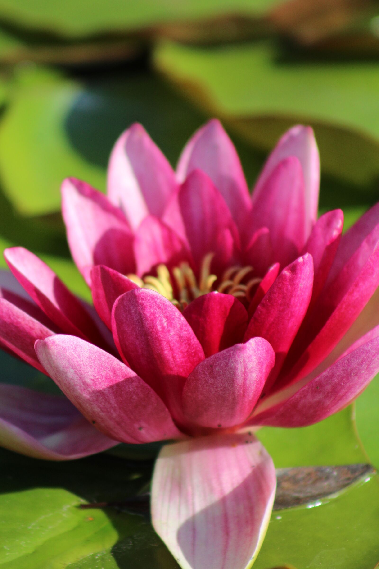 Canon EOS 1200D (EOS Rebel T5 / EOS Kiss X70 / EOS Hi) sample photo. Water lily, blossom, bloom photography