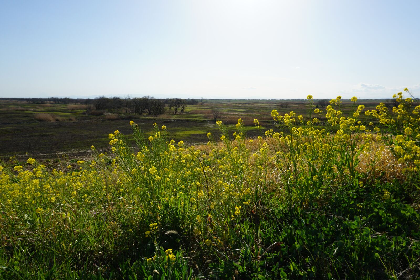Sony E 16-50mm F3.5-5.6 PZ OSS sample photo. Spring, mustard, flower photography