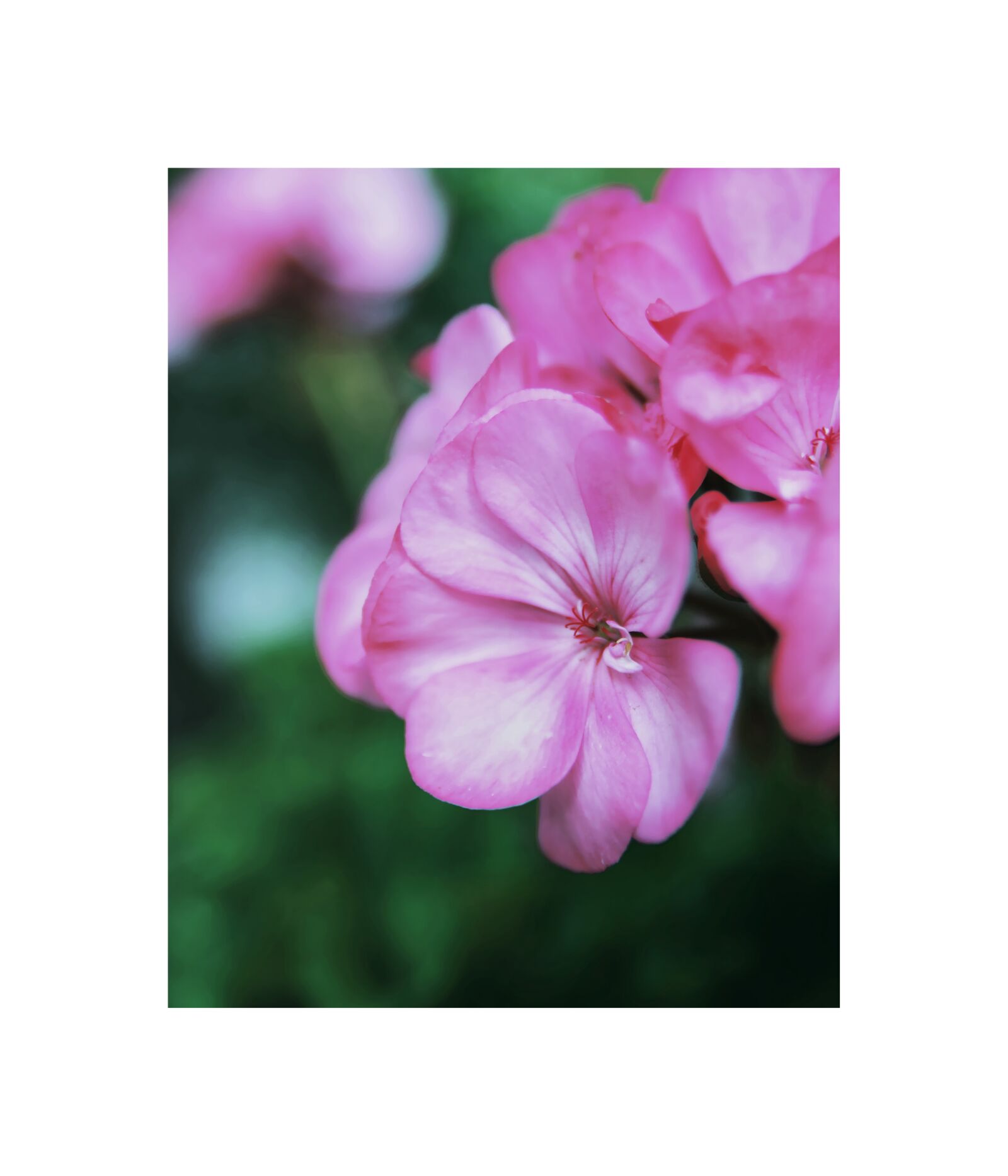 Nikon D90 sample photo. Green, plant, nature photography