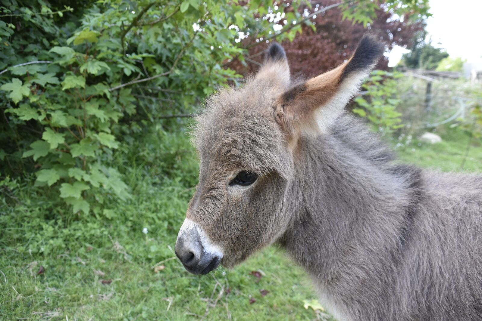 Nikon D5600 sample photo. Donkey, donkey miniature, small photography