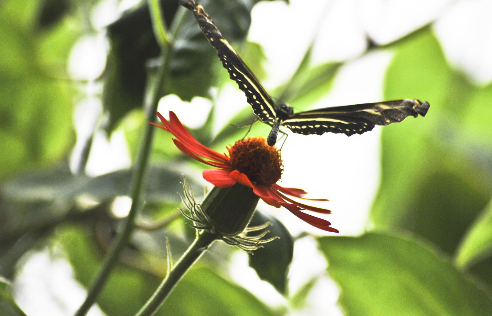 Nikon D60 sample photo. Butterfly, nature, insect photography
