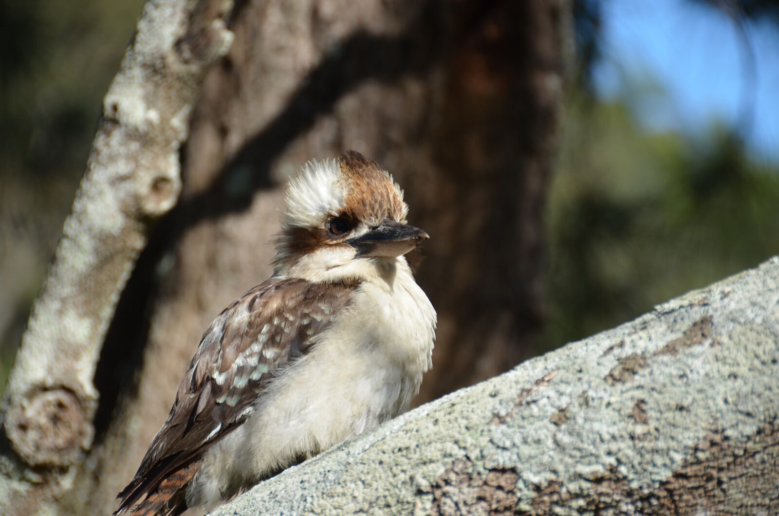 Nikon D7000 sample photo. Bird, wildlife, nature photography