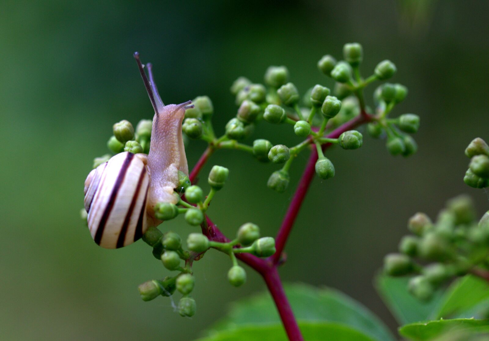Canon EF-S 60mm F2.8 Macro USM sample photo. Snail, shell, horns photography