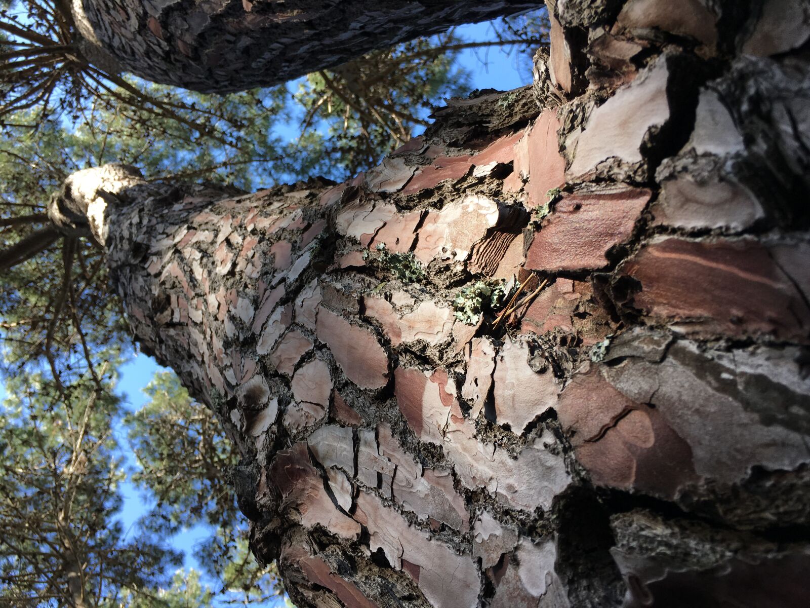 Apple iPhone 6s sample photo. Bark, nature, pine, tree photography