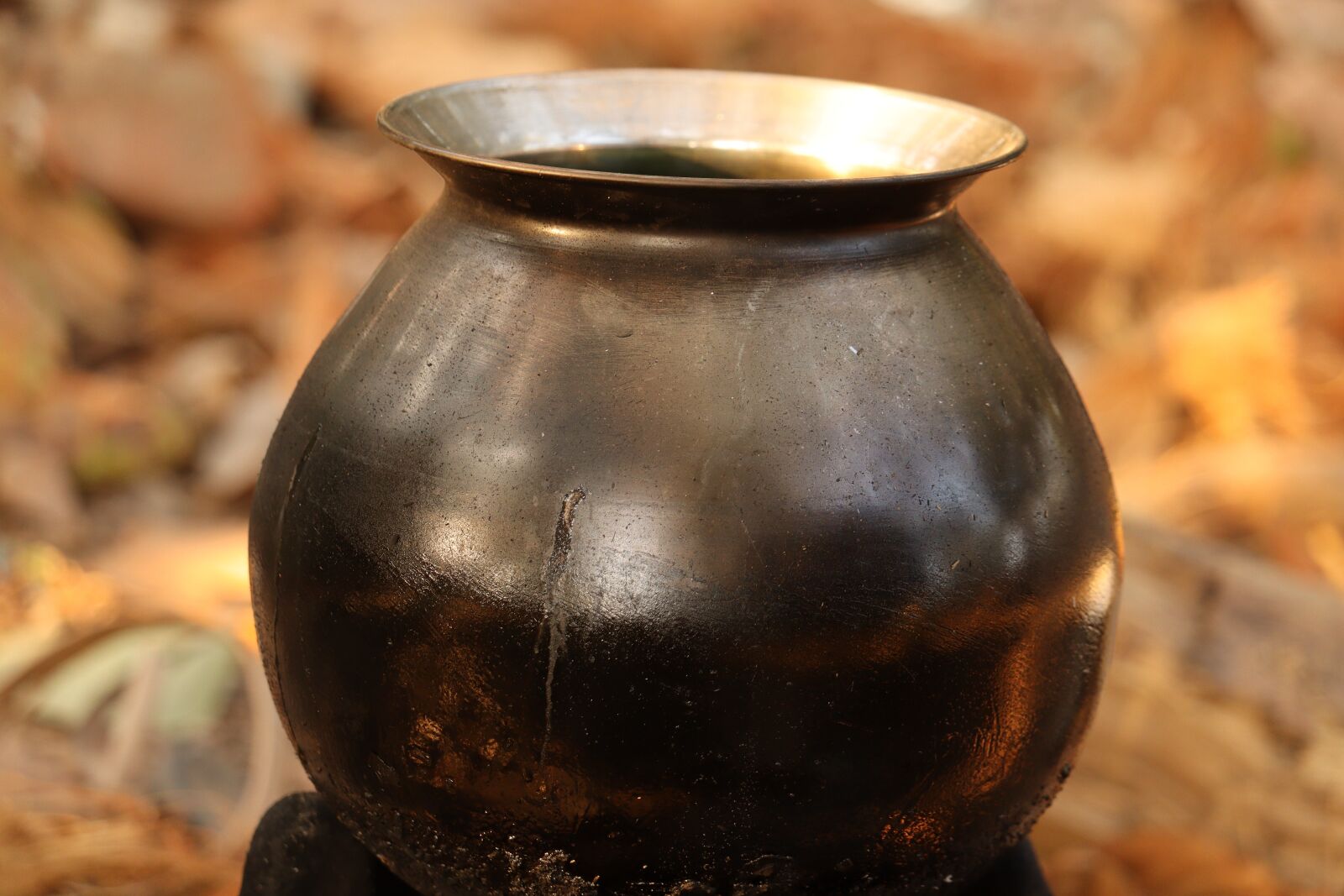 Canon EOS 250D (EOS Rebel SL3 / EOS Kiss X10 / EOS 200D II) sample photo. Pot, outdoor, nature photography