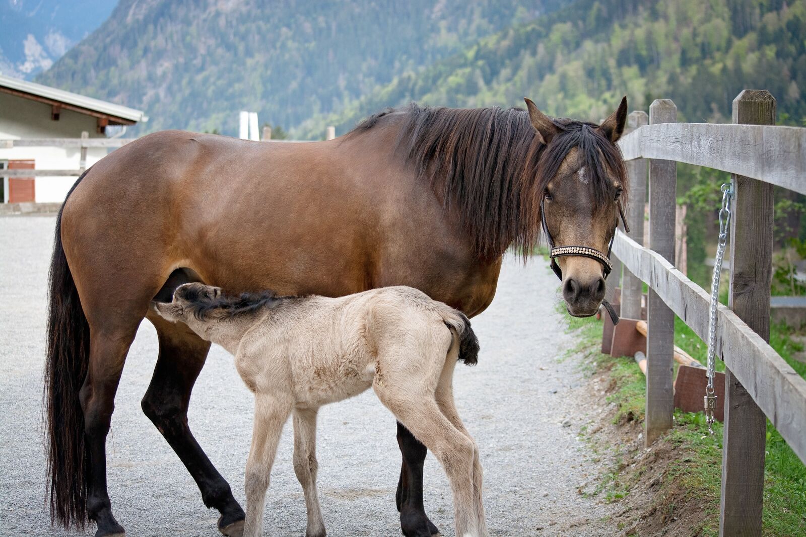 Nikon D7100 sample photo. Horse, pony, mare photography