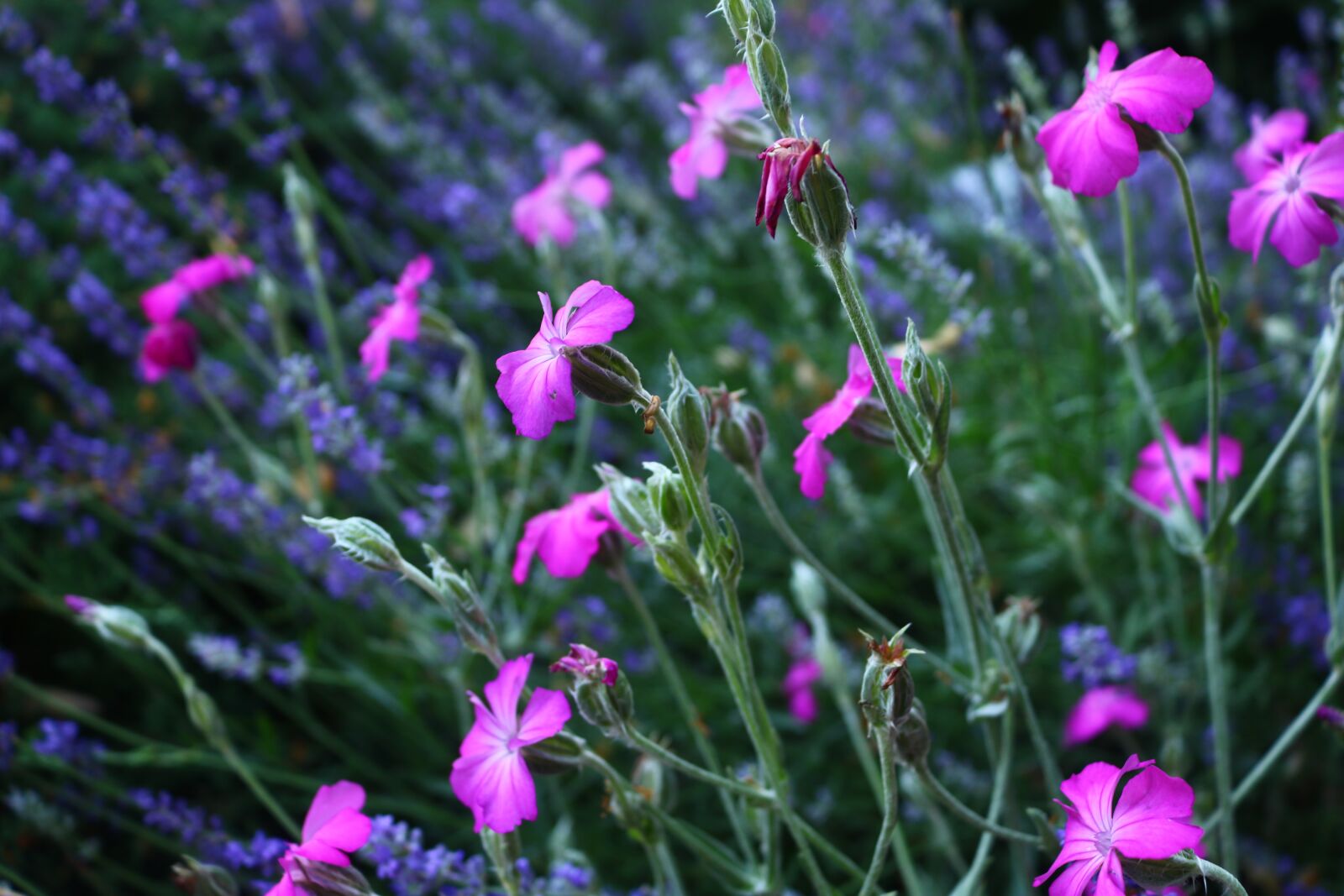 Canon EOS 750D (EOS Rebel T6i / EOS Kiss X8i) sample photo. Flowers, green, purple photography