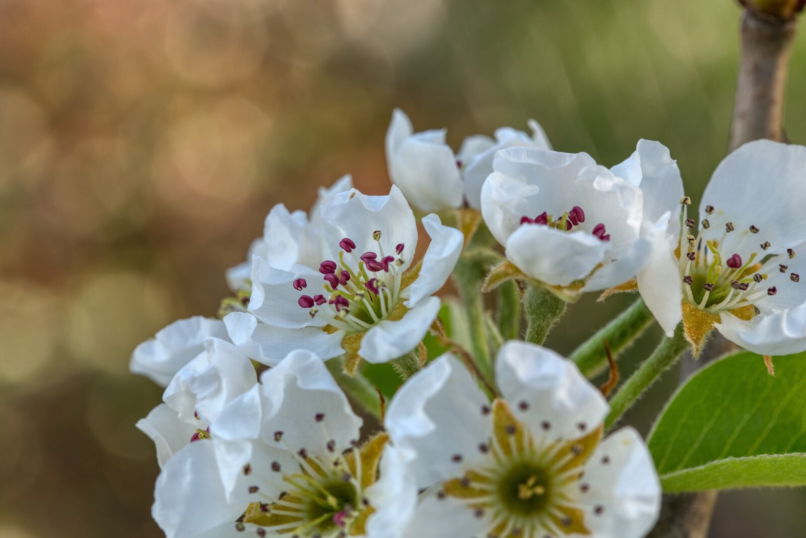 Nikon D750 sample photo. Pear tree, pear blossom photography