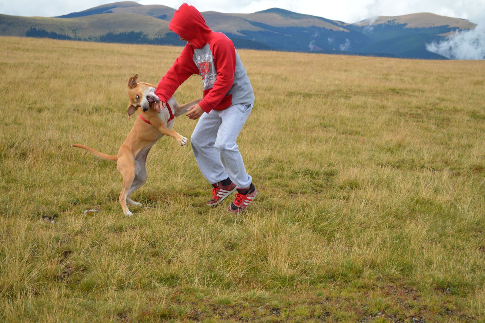 Nikon D3200 sample photo. Transalpina, nature, joy photography