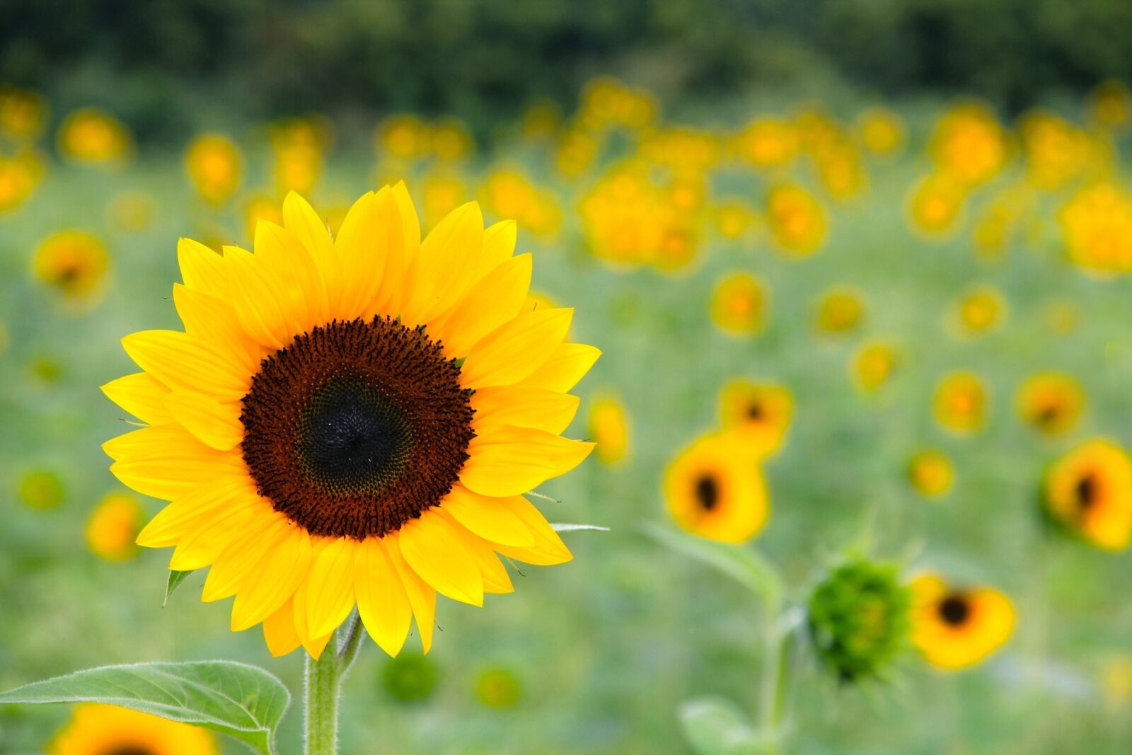 Canon EOS 60D sample photo. Sunflower, field photography
