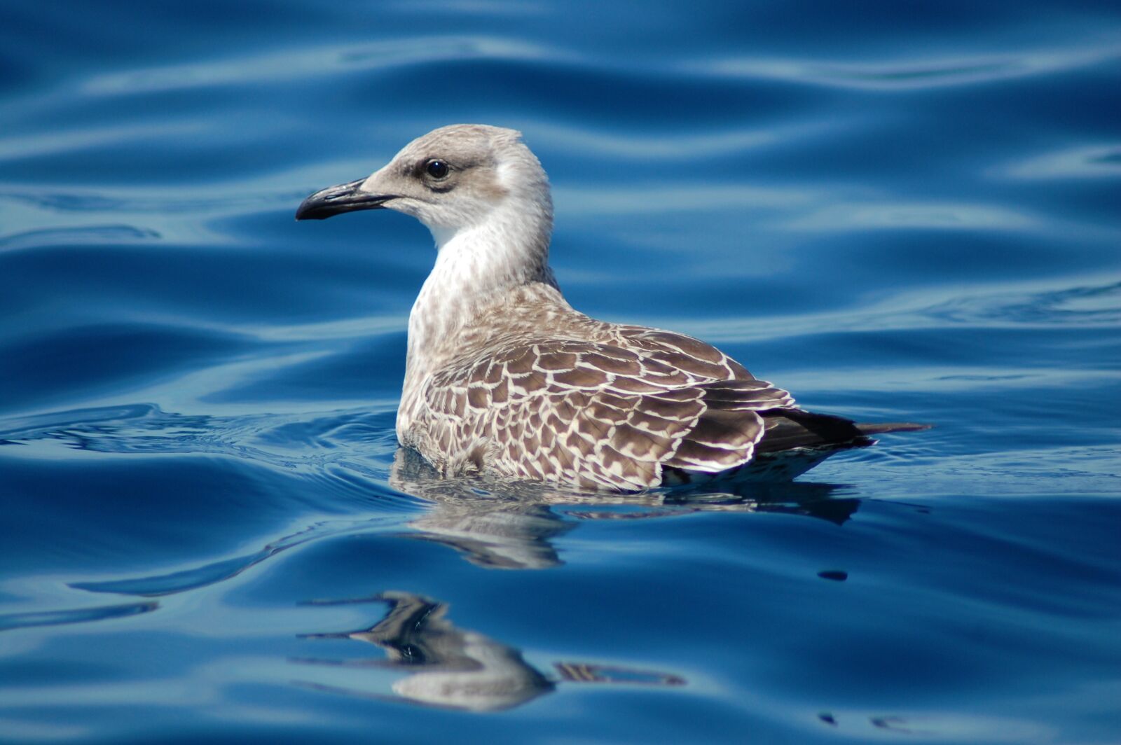 Nikon D40 sample photo. Sea, bird, nature photography