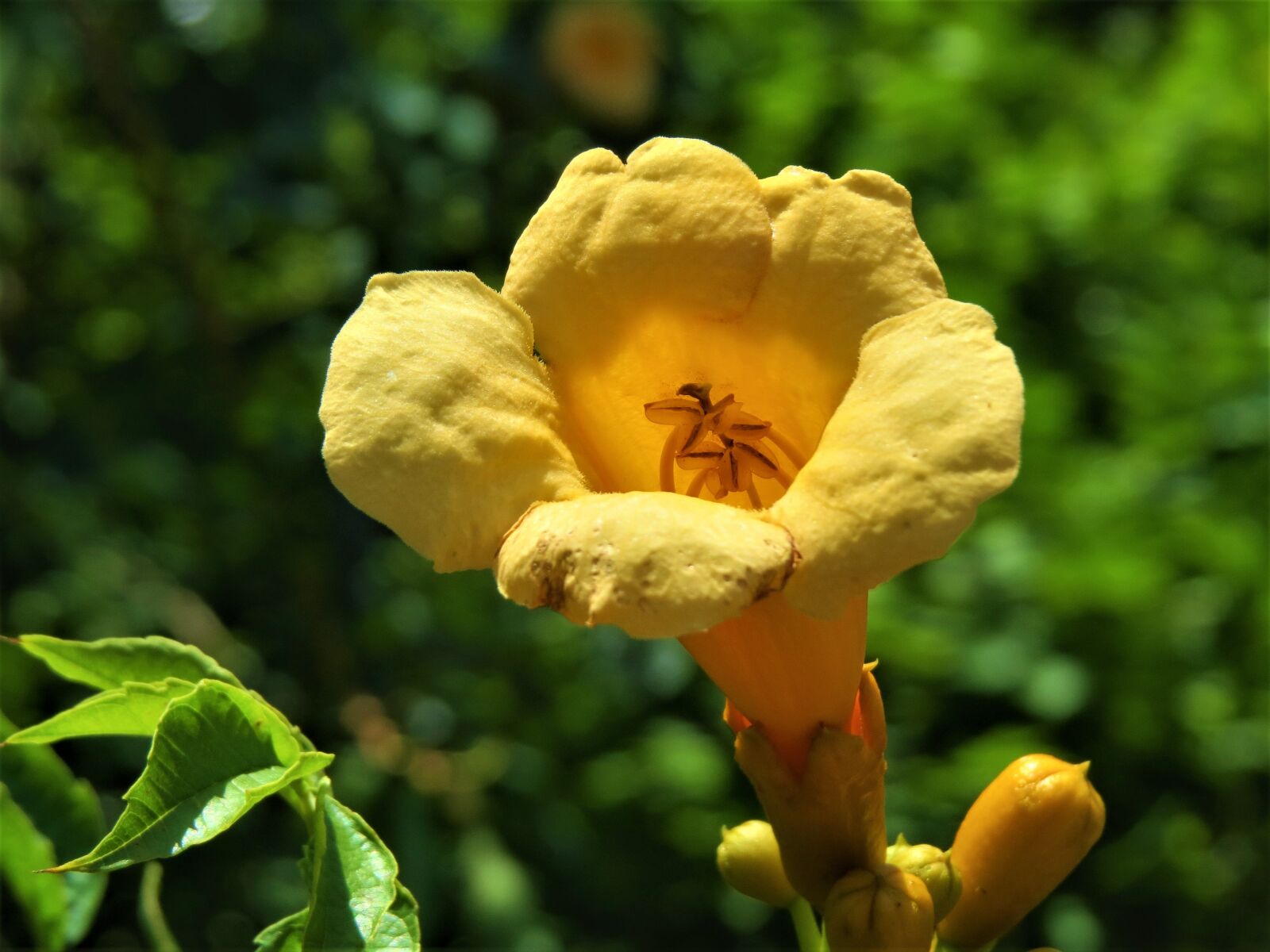 Canon PowerShot SX50 HS sample photo. Flower, trumpet vine, yellow photography