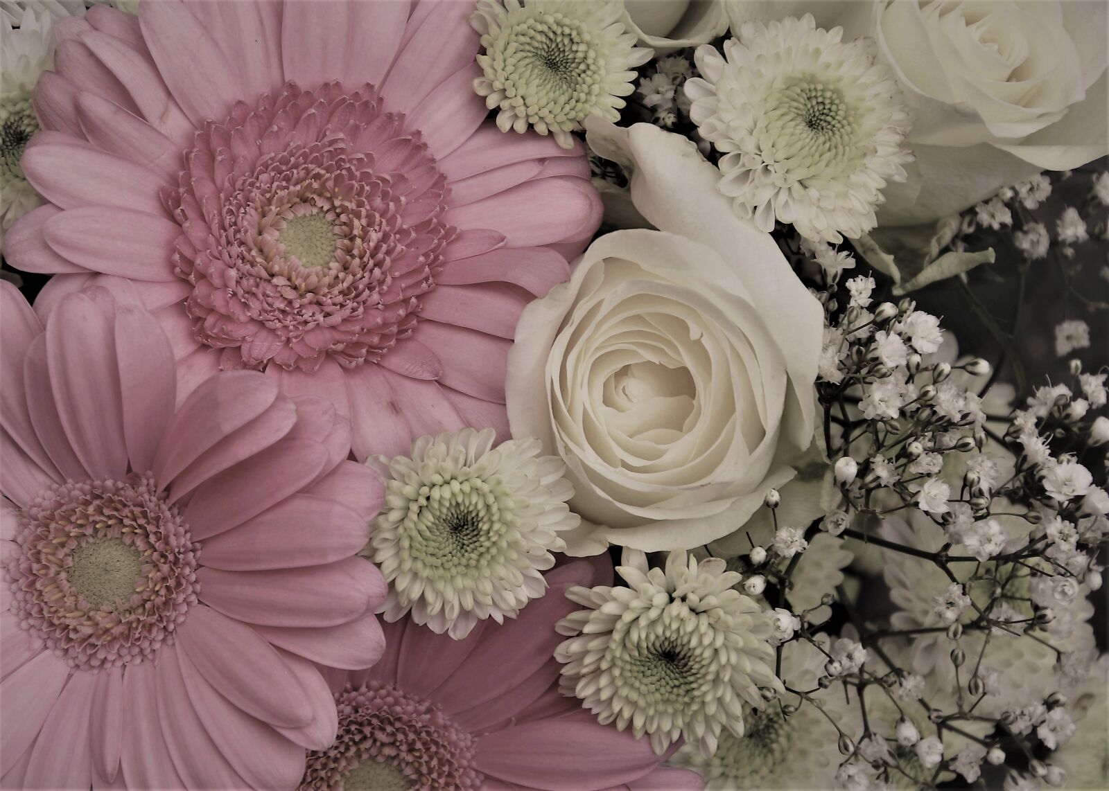 Canon EOS 80D sample photo. Gerbera, bouquet, roses photography
