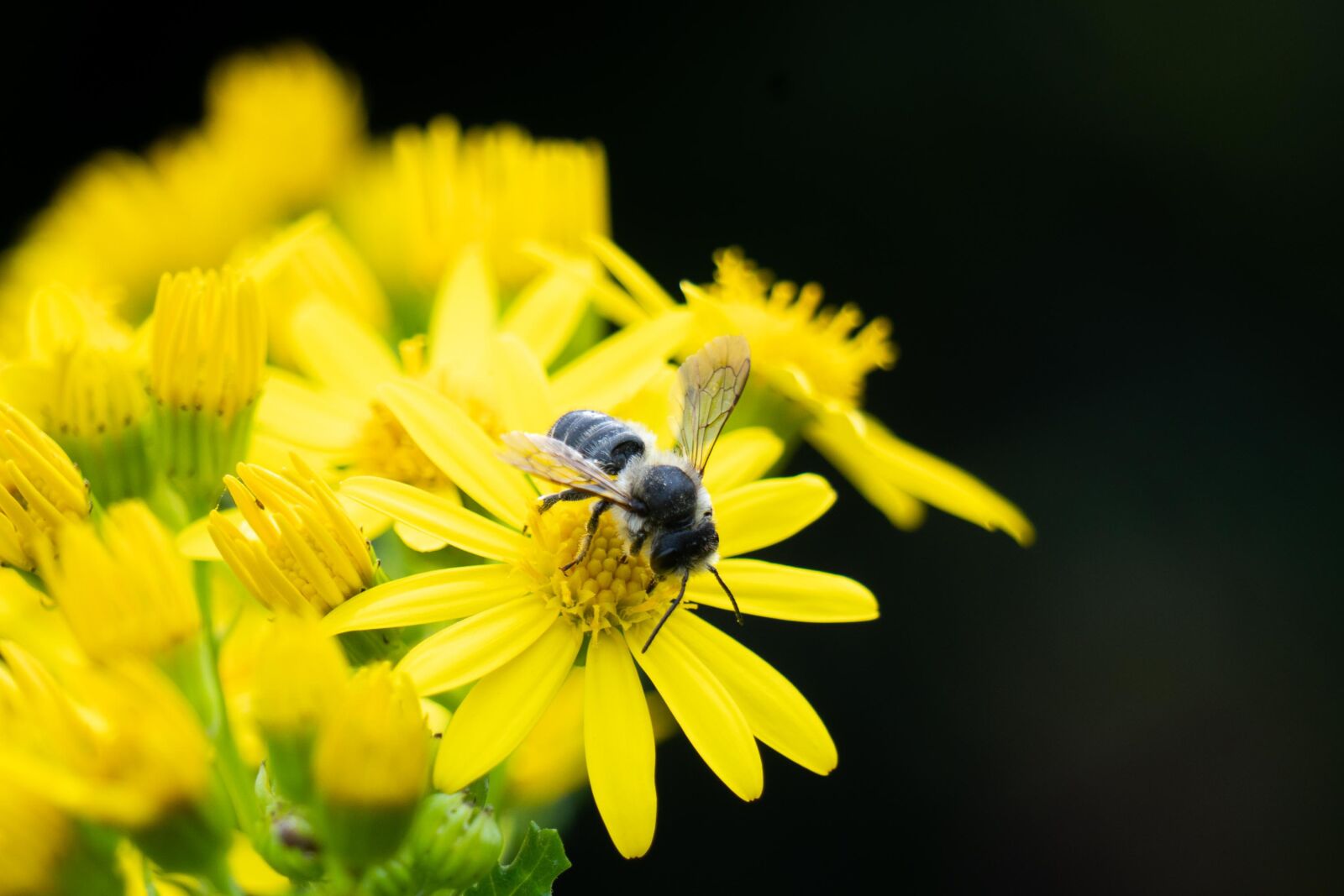 Sony a6300 + Sony E 55-210mm F4.5-6.3 OSS sample photo. Mining bee, bee, flower photography