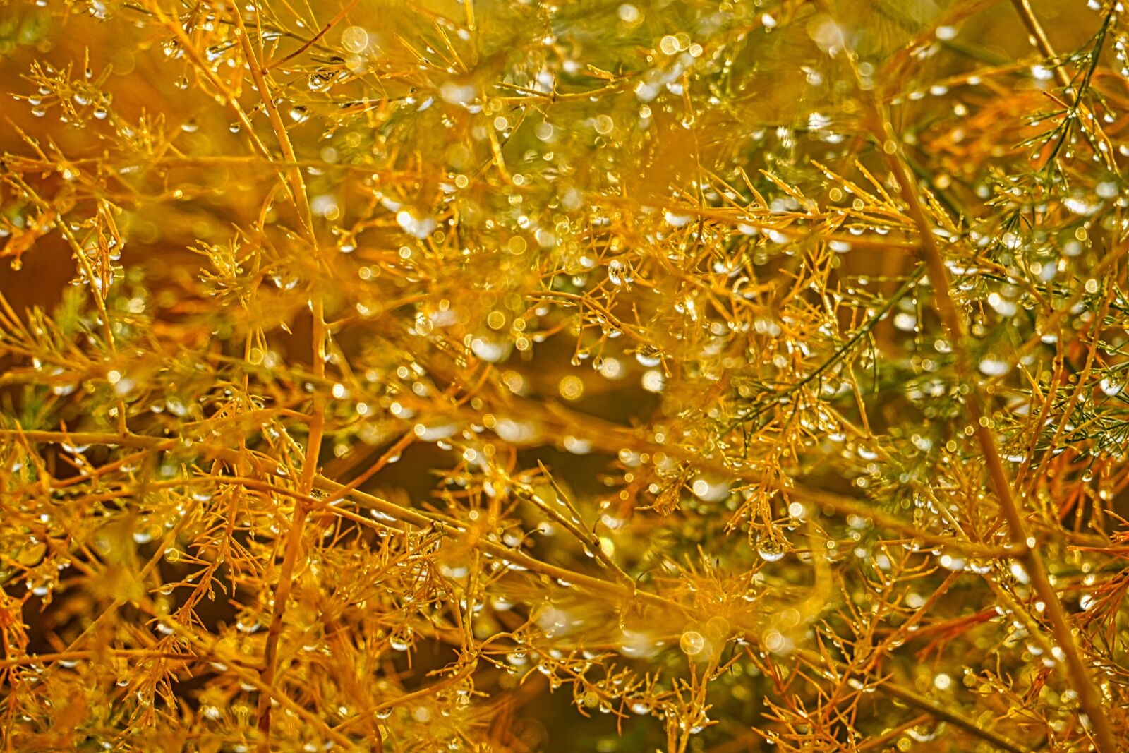 Sony E 16-50mm F3.5-5.6 PZ OSS sample photo. Bokeh, background, field photography