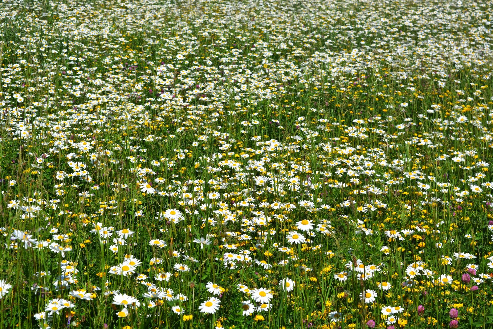 Nikon D5200 sample photo. Grass, field, chamomile photography