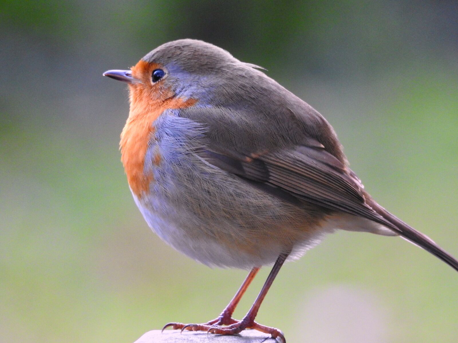 Nikon Coolpix P900 sample photo. Red goblets, bird, songbird photography