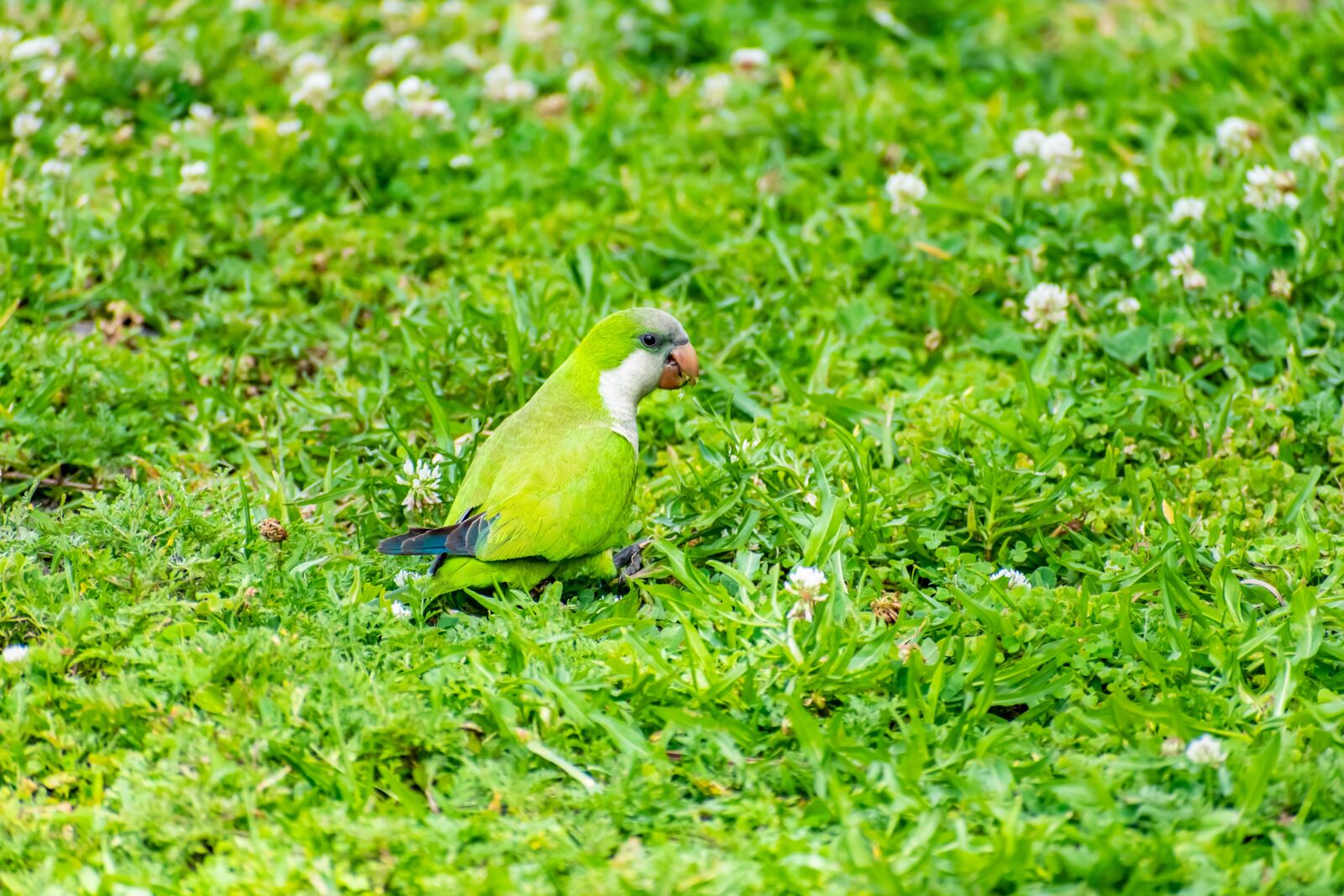 Nikon D3500 sample photo. Parrot, bird, feather photography