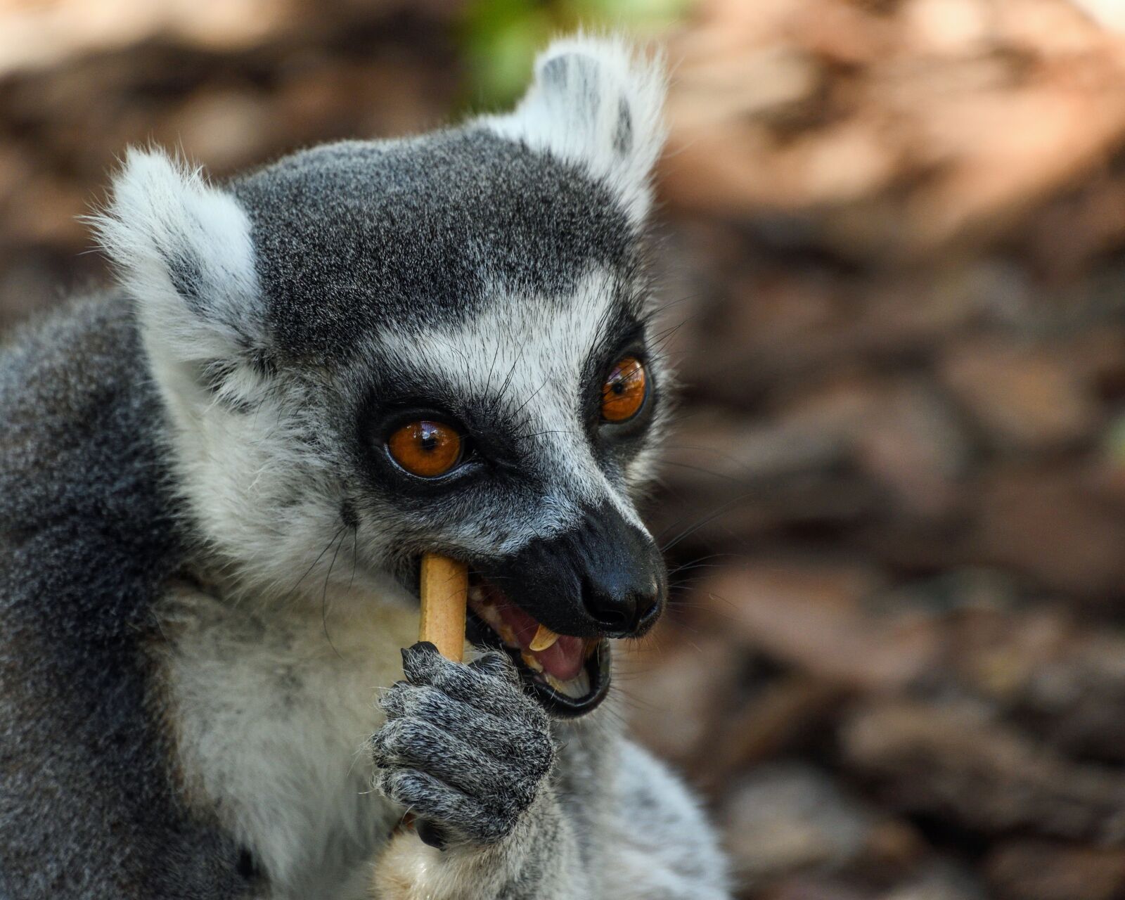 Nikon D500 sample photo. Lemur, maki catta, look photography