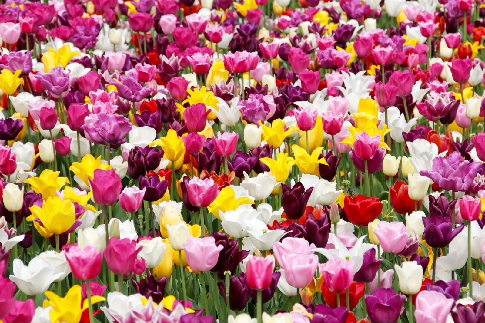 Canon EOS 60D sample photo. Tulip field, holland, dutch photography