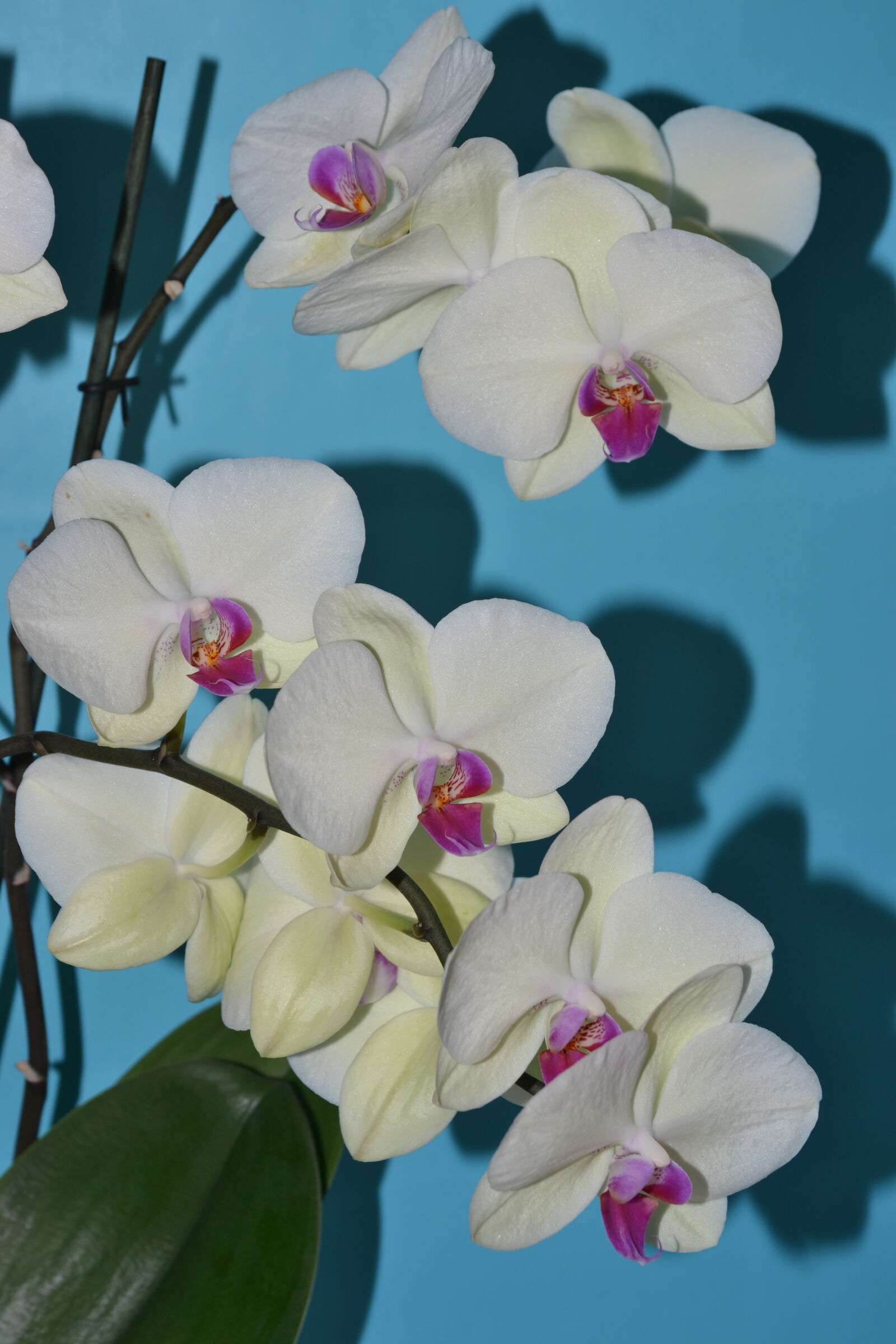 Nikon D3100 sample photo. Bloom, flowering, flowering, plant photography