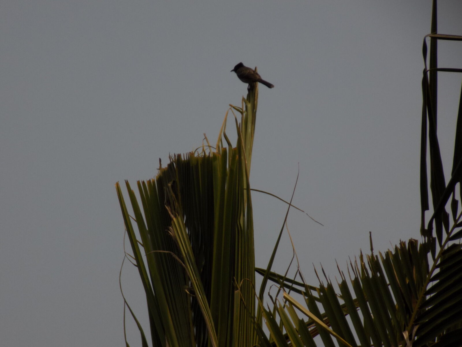 Nikon COOLPIX L330 sample photo. Bird, birds, of, prey photography