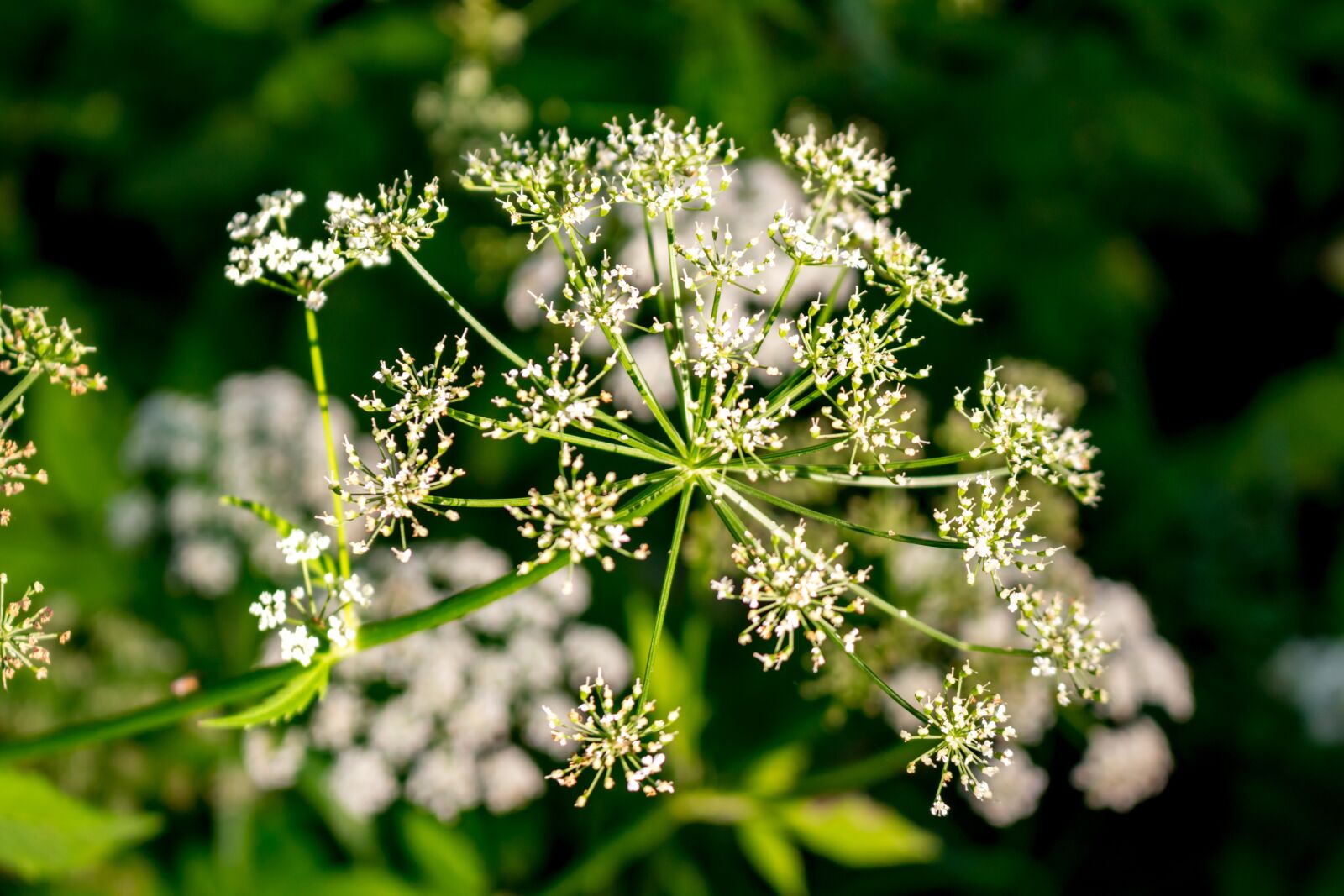 Canon EOS 100D (EOS Rebel SL1 / EOS Kiss X7) sample photo. Background, plants, grass photography