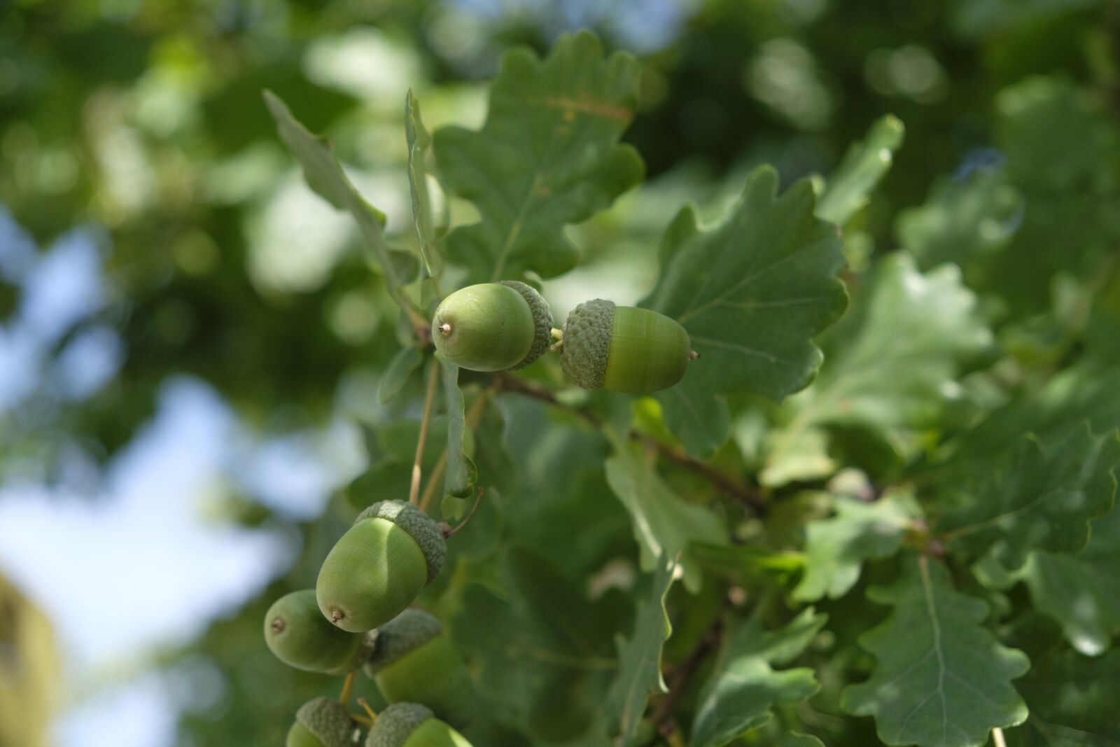 Fujifilm XF 18-55mm F2.8-4 R LM OIS sample photo. Oak, acorn, tree photography