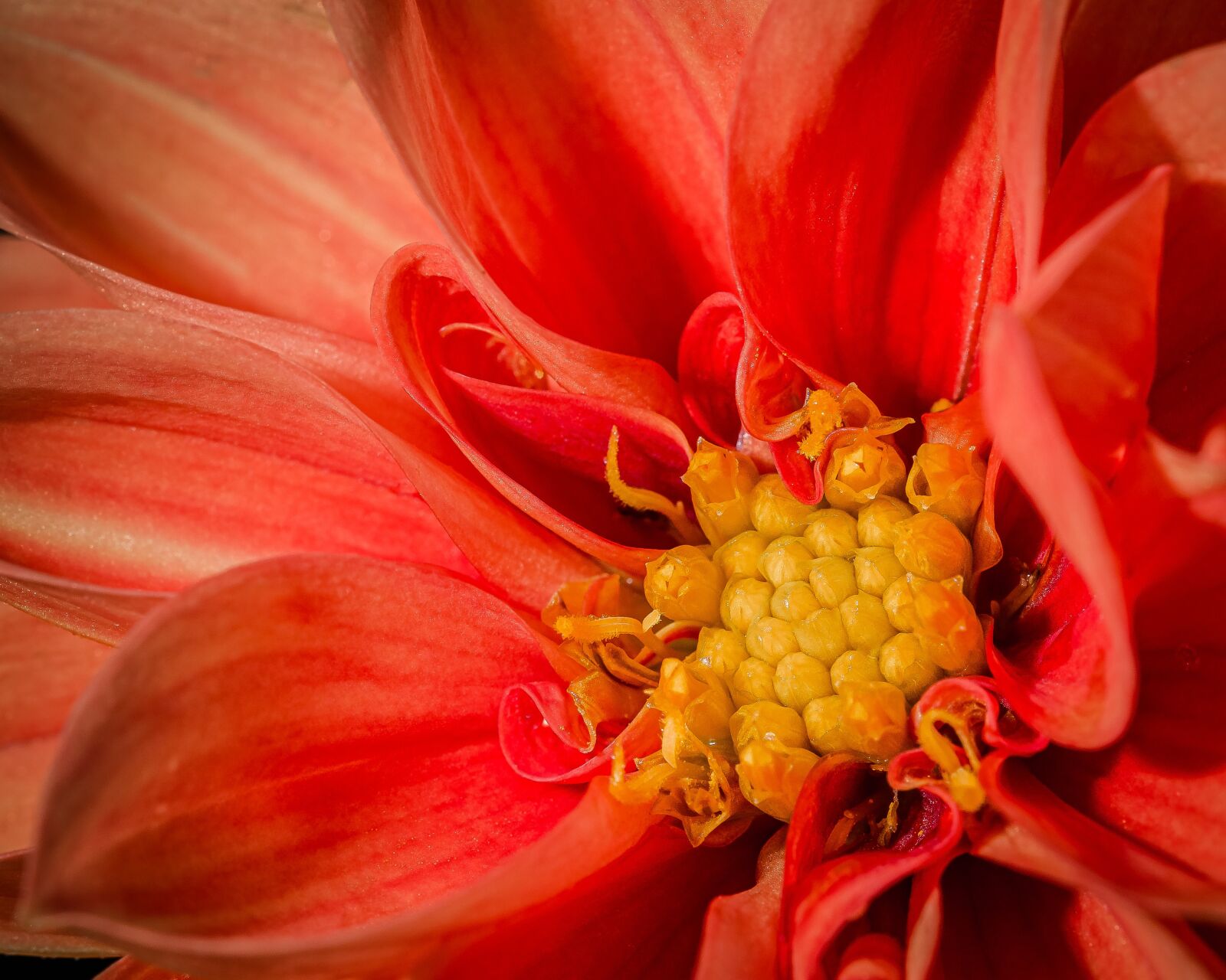 Nikon D7000 sample photo. Red, yellow, petals photography
